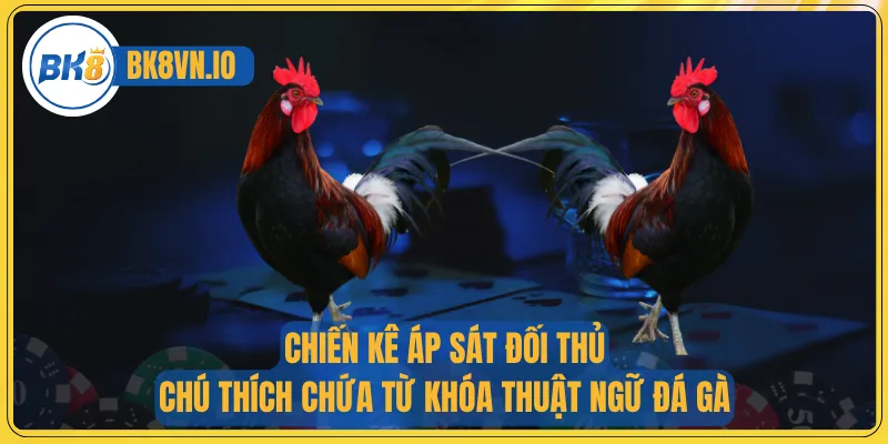 Thuật Ngữ Đá Gà Cung Cấp Kiến Thức Cơ Bản Dành Cho Tân Binh 4 Chiến kê áp sát đối thủ – chú thích chứa từ khóa thuật ngữ đá gà