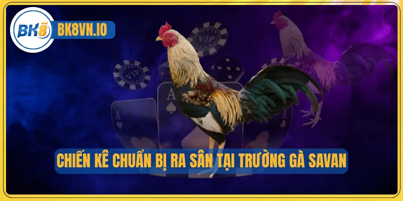 Chiến kê chuẩn bị ra sân tại trường gà Savan