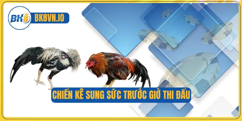 Đá Gà Mộc Bài – Sân Chơi Uy Tín Với Trận Đấu Kịch Tính 3 Chiến kê sung sức trước giờ thi đấu