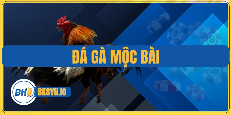 Đá Gà Mộc Bài – Sân Chơi Uy Tín Với Trận Đấu Kịch Tính 1 Đá Gà Mộc Bài