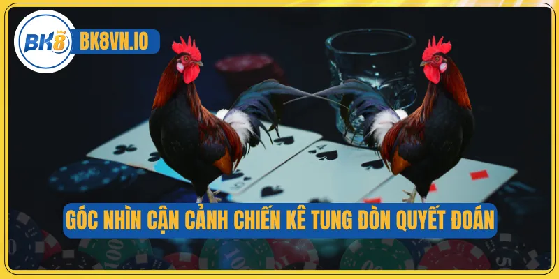 Thuật Ngữ Đá Gà Cung Cấp Kiến Thức Cơ Bản Dành Cho Tân Binh 2 Góc nhìn cận cảnh chiến kê tung đòn quyết đoán
