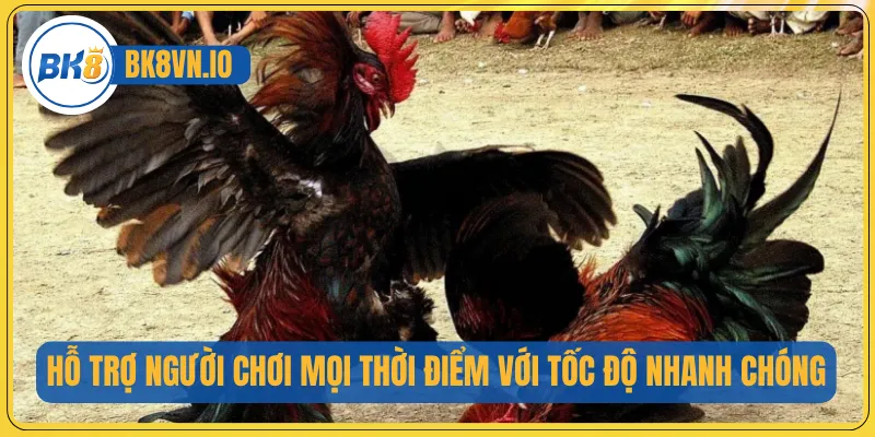 Hỗ trợ người chơi mọi thời điểm với tốc độ nhanh chóng