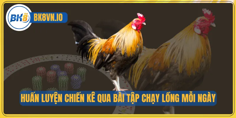 Đá Gà Chọi – Nghệ Thuật Huấn Luyện Chiến Kê Đỉnh Cao 3 Huấn luyện chiến kê qua bài tập chạy lồng mỗi ngày