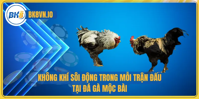Đá Gà Mộc Bài – Sân Chơi Uy Tín Với Trận Đấu Kịch Tính 2 Không khí sôi động trong mỗi trận đấu tại đá gà Mộc Bài