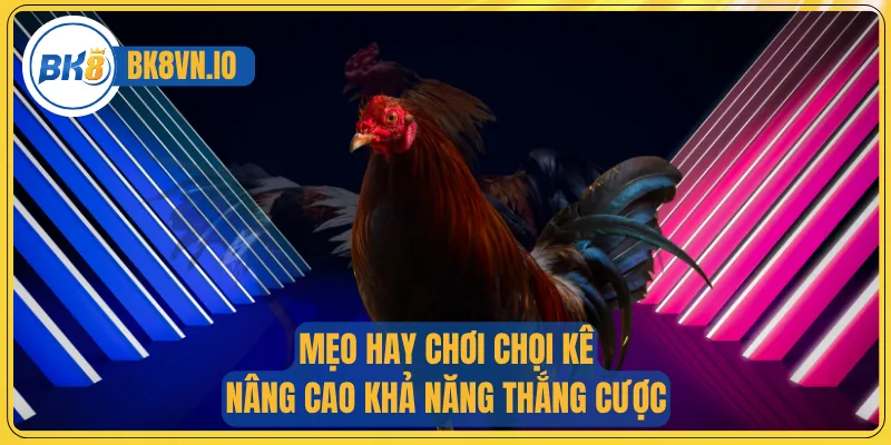 Mẹo hay chơi chọi kê nâng cao khả năng thắng cược