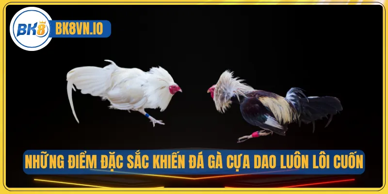 Những điểm đặc sắc khiến đá gà cựa dao luôn lôi cuốn