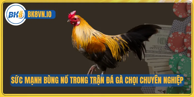 Đá Gà Chọi – Nghệ Thuật Huấn Luyện Chiến Kê Đỉnh Cao 4 Sức mạnh bùng nổ trong trận đá gà chọi chuyên nghiệp