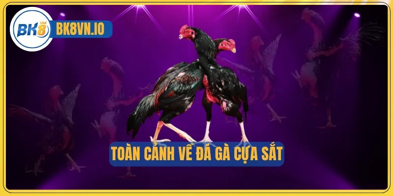 Đá Gà Cựa Sắt - Nơi Mỗi Cú Ra Đòn Đều Quyết Định Vinh Quang 2 Toàn cảnh về đá gà cựa sắt