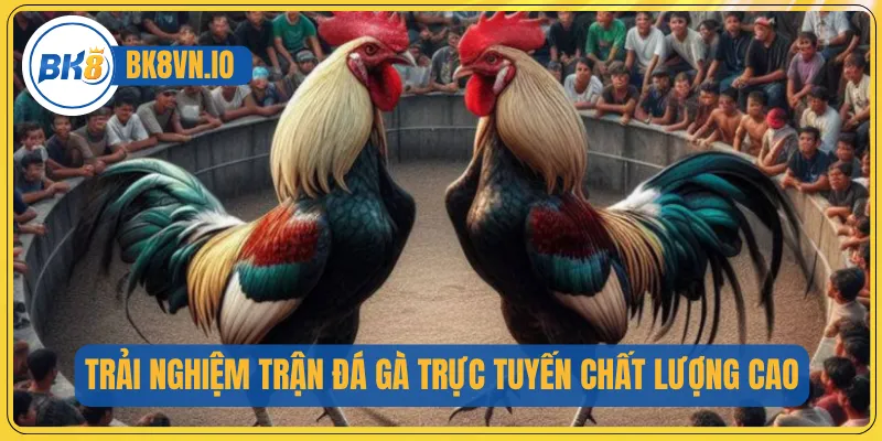Trải nghiệm trận đá gà trực tuyến chất lượng cao